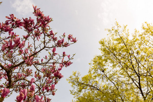 Trees on the WSU campus with red buds and green leaves on a cloudy spring day.